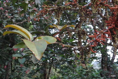 Scleropyrum pentandrum